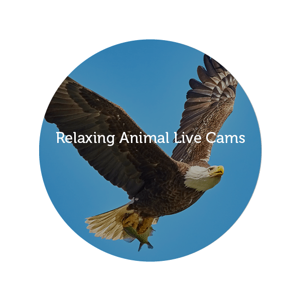 AnimalCam_button