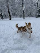 dog running through the snow