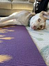 dog resting on a carpet