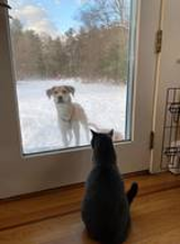 Dog staring at cat through a window